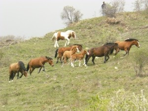 cavalli al pascolo