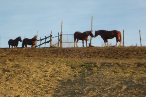 cavalli al tramonto